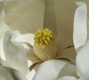 magnolia